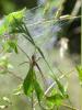 Pisaura mirabilis